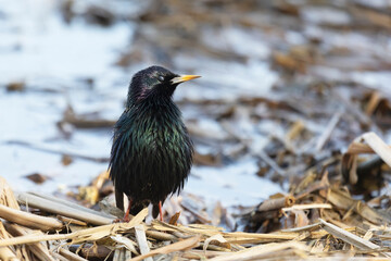 A starling stands on dry reeds on the river bank