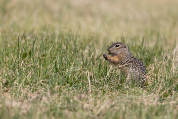 Speckled ground squirrel animal standing in the grass