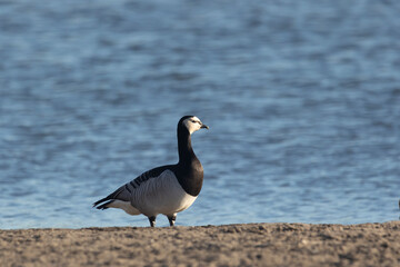 Barnacle goose standing on the river bank, close-up
