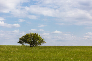 Large tree in the steppe, close-up. Summer