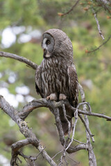 Great gray owl sitting on a tree branch close up