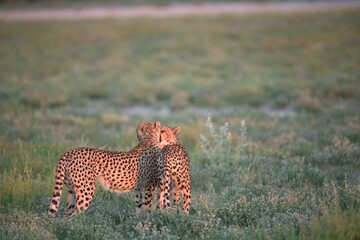 Cheetah in wild savanna , Animal of africa