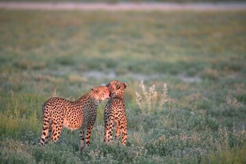 Cheetah in wild savanna , Animal of africa