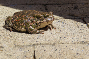 Toad sitting on a sunlit stone pavement, showing textured skin