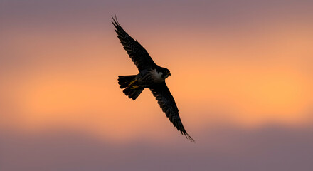Fototapeta premium Peregrine Falcon Silhouette Soaring at Sunset Majestic Bird of Prey in Flight Wildlife Golden Hour Nature