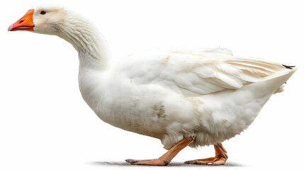 Obraz premium Goose Isolated on White