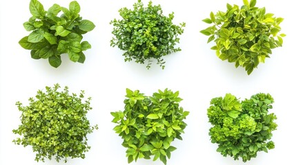 Naklejka premium Set of vibrant green garden bushes with varied leaf shapes on a white background.