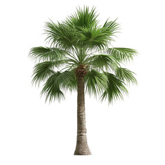 Lush green palm tree stands tall against a vibrant abstract background