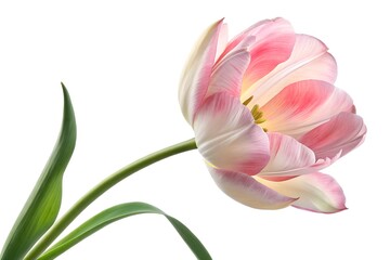 Fototapeta premium pink lily isolated on white