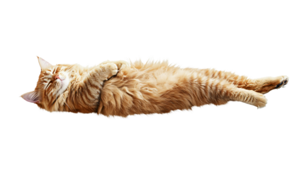 Graceful Orange Maine Coon Cat Lying Down on White Background
