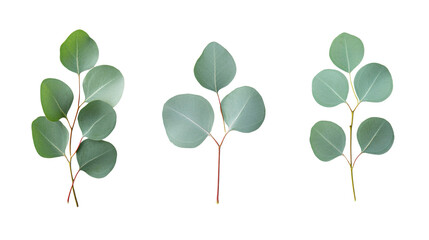 Obraz premium Fresh Eucalyptus Leaf on White Background for Herbal, Spa, Aromatherapy Concepts