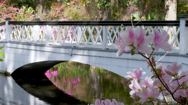 bridge at magnolia gardens in spring with azaleas near charleston sc, south carolina