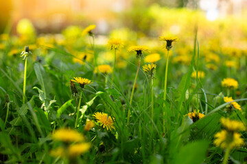 Dandelions composition, summer and spring vib,e warm and sunny