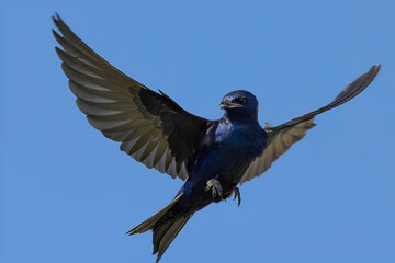 A striking close-up of a dark blue swallow soaring through a clear blue sky with its wings fully...