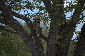 Obraz premium Leopard in wild savanna , Animal of africa