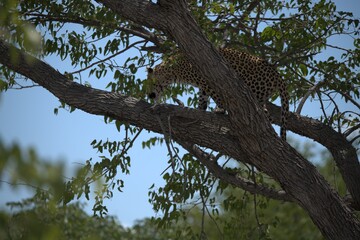 Fototapeta premium Leopard in wild savanna , Animal of africa