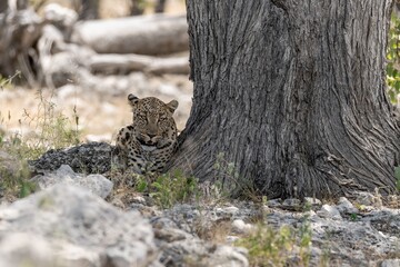 Leopard in wild savanna , Animal of africa