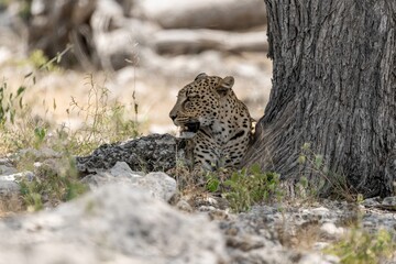 Leopard in wild savanna , Animal of africa