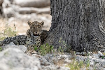 Leopard in wild savanna , Animal of africa