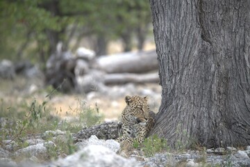 Leopard in wild savanna , Animal of africa