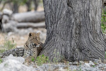 Leopard in wild savanna , Animal of africa