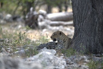 Leopard in wild savanna , Animal of africa