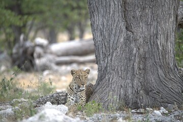 Leopard in wild savanna , Animal of africa