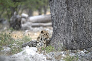 Leopard in wild savanna , Animal of africa