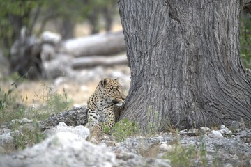 Leopard in wild savanna , Animal of africa