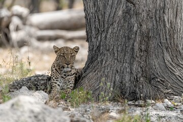 Leopard in wild savanna , Animal of africa