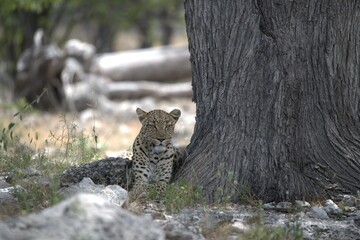 Leopard in wild savanna , Animal of africa
