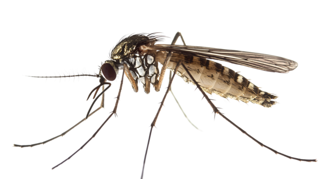 Detailed Close-up of Intricate Mosquito Anatomy for Entomology Professionals