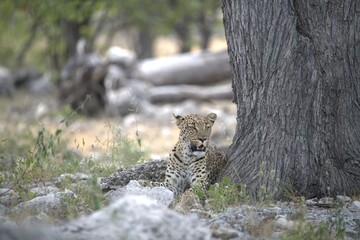 Leopard in wild savanna , Animal of africa
