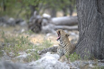 Leopard in wild savanna , Animal of africa