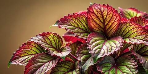 Colorful red leafy greens on a lush green vine plant with beautiful foliage and intricate details, isolated against a neutral background, botanical, floral