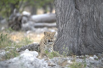 Leopard in wild savanna , Animal of africa