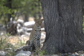 Leopard in wild savanna , Animal of africa