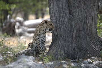 Leopard in wild savanna , Animal of africa