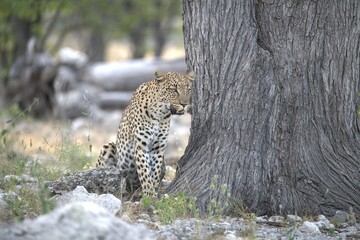 Leopard in wild savanna , Animal of africa
