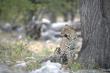 Leopard in wild savanna , Animal of africa