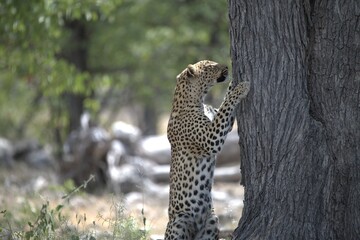 Leopard in wild savanna , Animal of africa