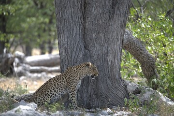 Leopard in wild savanna , Animal of africa