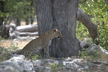 Leopard in wild savanna , Animal of africa
