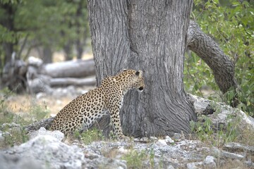 Leopard in wild savanna , Animal of africa