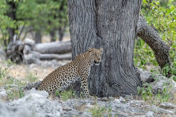 Leopard in wild savanna , Animal of africa