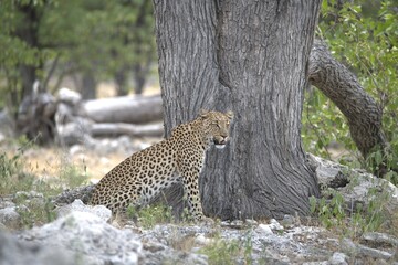 Leopard in wild savanna , Animal of africa
