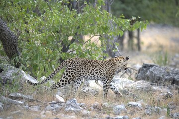 Leopard in wild savanna , Animal of africa