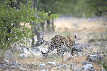 Leopard in wild savanna , Animal of africa