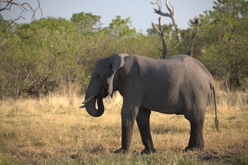 Obraz premium Elephant in wild savanna , Animal of africa
