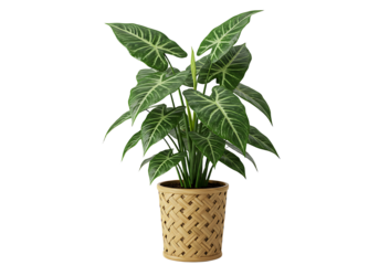 Elegant Alocasia Plant Displayed in a Woven Pot, Perfect for Home Decoration